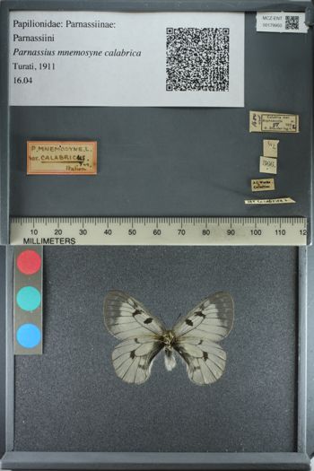 Media type: image;   Entomology 179950